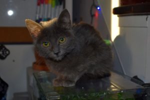 Nyx, 14 week old Russian Blue foster kitten